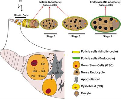 Regulation and coordination of the different DNA damage responses in Drosophila